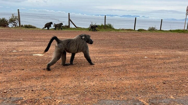 Table Mountain, Cape of Good Hope, Penguins and Sightseeing tour