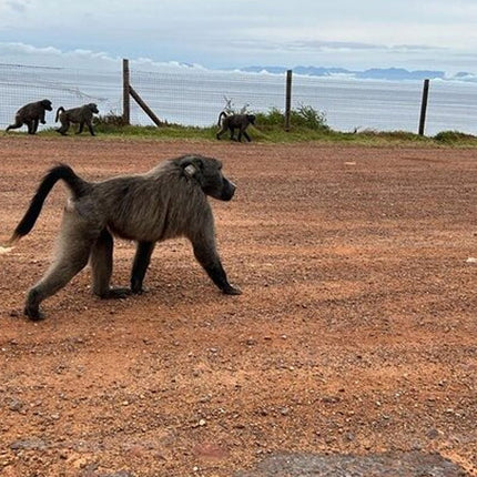 Table Mountain, Cape of Good Hope, Penguins and Sightseeing tour