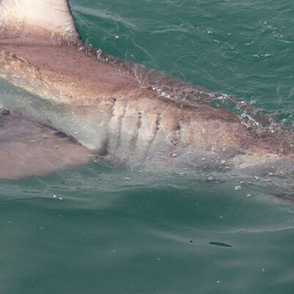 From Cape Town Shark Cage Diving and Viewing in Gansbaai