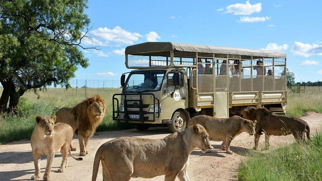 Johannesburg to Lesedi Cultural Village and Lion Park Day Tour