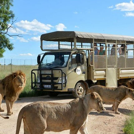 Johannesburg to Lesedi Cultural Village and Lion Park Day Tour