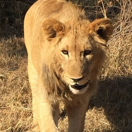 Unforgettable Lion Safari Adventure from Johannesburg