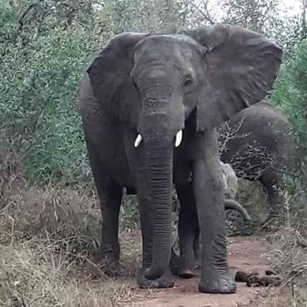 Durban Day Safari
