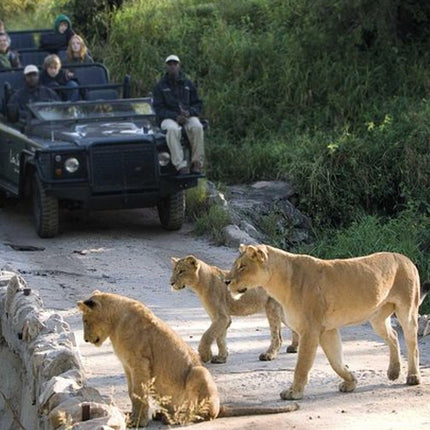 Kruger Park Safari