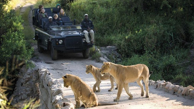 Kruger Park Safari