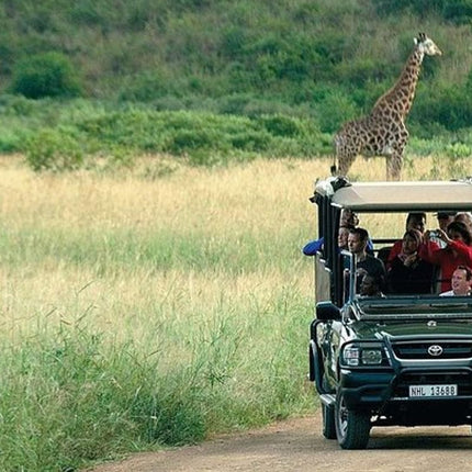 Kruger Park Safari