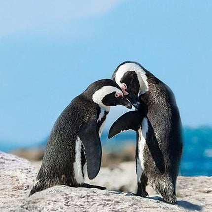 Cape Point Explore with Boulder's Penguins Small Group Day Tour