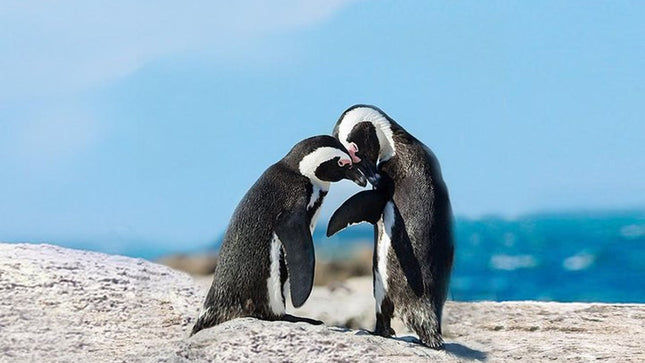 Cape Point Explore with Boulder's Penguins Small Group Day Tour