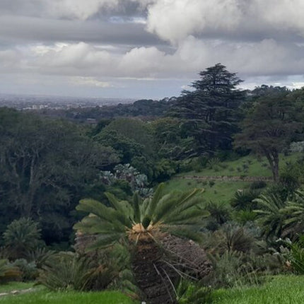 Robben Island, Kirstenbosch Garden, Groot Constantia Private Tour