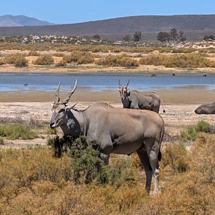 Aquila Afternoon Safari With Free Wine Tasting