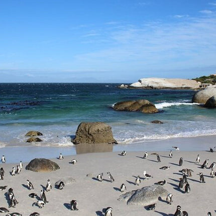 Combo Marine Wildlife Cruise & Cape Point Full Day Tour in CT