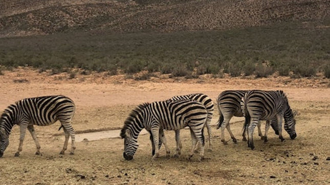Cape Town: Full-Day Aquila Safari Tour with Nederburg Wine Tasting