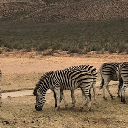 Cape Town: Full-Day Aquila Safari Tour with Nederburg Wine Tasting
