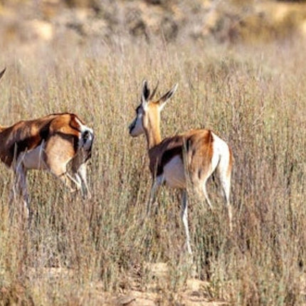 Cape Town: Full-Day Aquila Safari Tour with Nederburg Wine Tasting