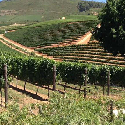 Stellenbosch and Franschhoek Wine Regions Tour