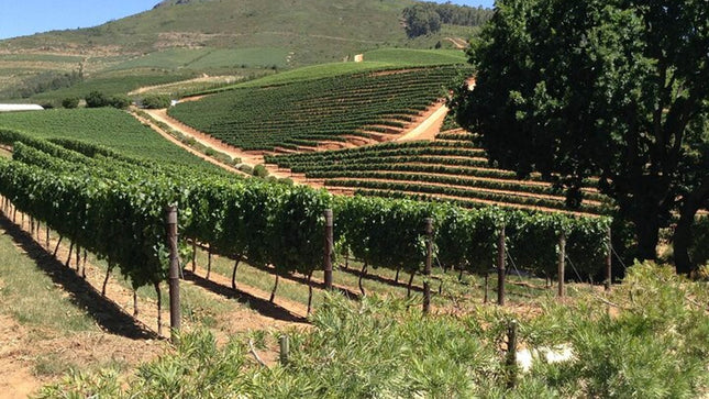 Stellenbosch and Franschhoek Wine Regions Tour