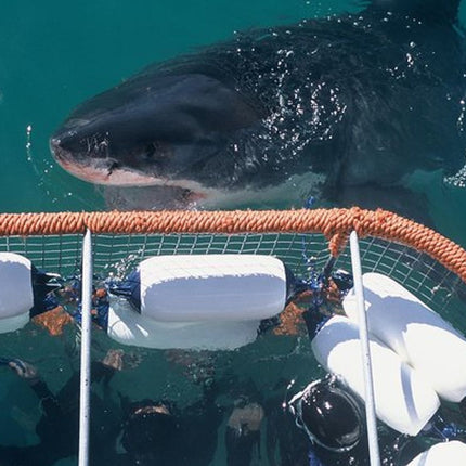 Shark Diving and Viewing Full Day Tour from Cape Town