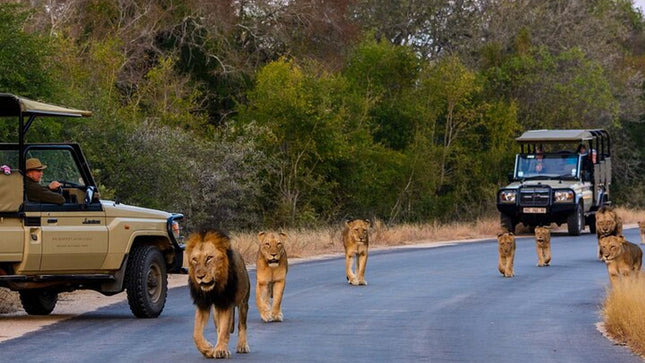 Kruger National Park 2-Day Safari Trip From Cape Town