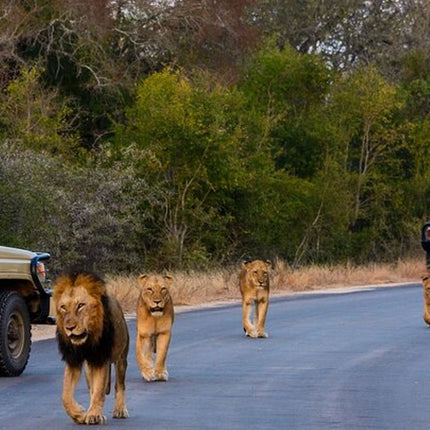Kruger National Park 2-Day Safari Trip From Cape Town