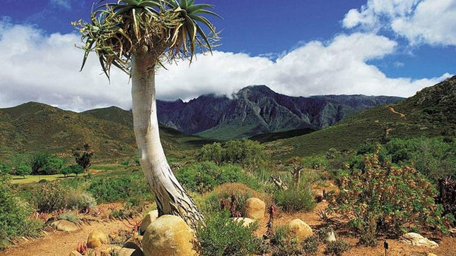 3 Day Big 5 and Bungee Tour - Garden Route Small Group Tour from Cape Town