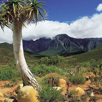 3 Day Big 5 and Bungee Tour - Garden Route Small Group Tour from Cape Town