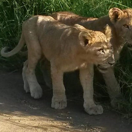 Durban Day Safari