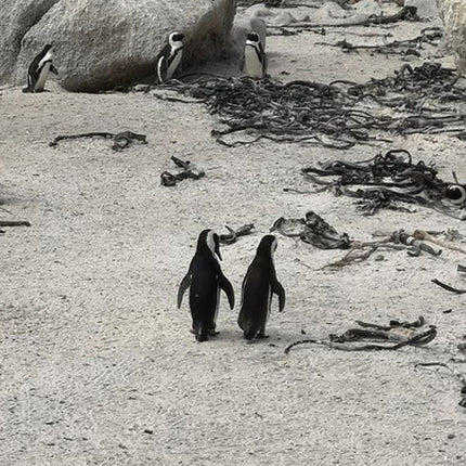 Penguin Time! Private Peninsula Experience.