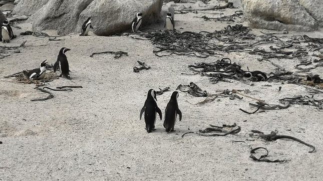 Penguin Time! Private Peninsula Experience.