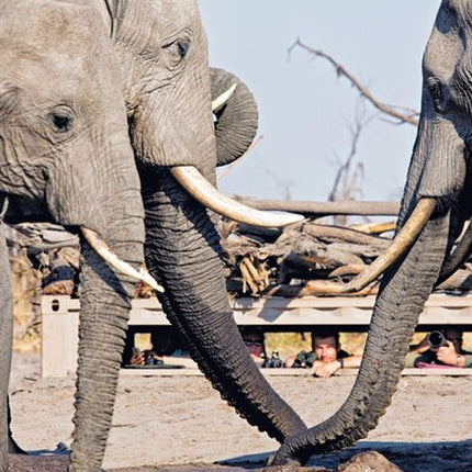 Inverdoorn Private Game Reserve Cape Town Tour