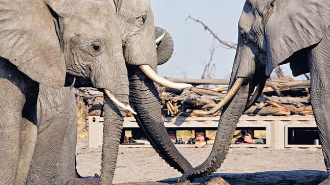 Inverdoorn Private Game Reserve Cape Town Tour