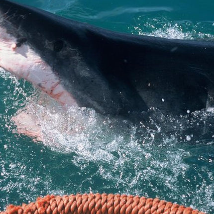 Shark Diving and Viewing Full Day Tour from Cape Town