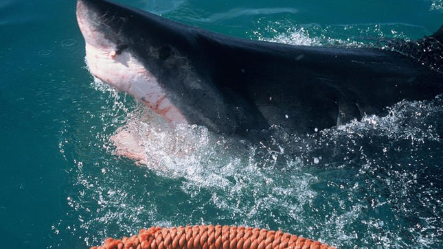 Shark Diving and Viewing Full Day Tour from Cape Town