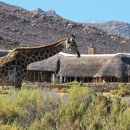 Cape Town Inverdoorn Game Reserve Tour