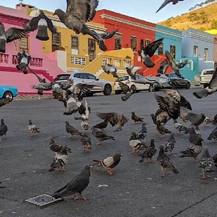 Bo-Kaap Cares Walking Tour with Special-Interest Options