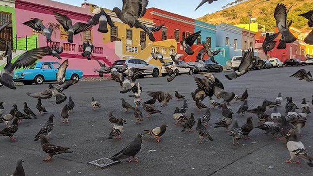 Bo-Kaap Cares Walking Tour with Special-Interest Options