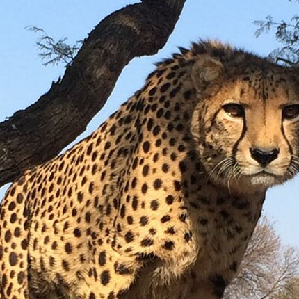 Unforgettable Lion Safari Adventure from Johannesburg