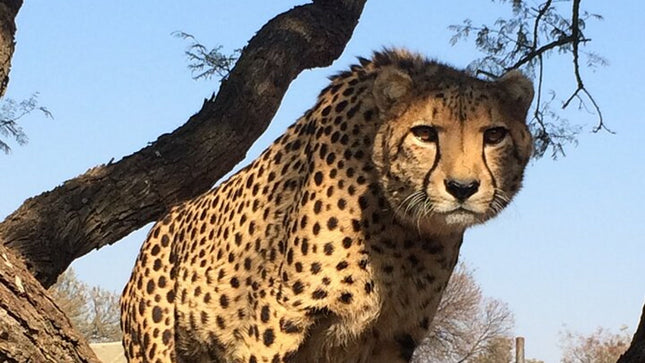 Unforgettable Lion Safari Adventure from Johannesburg