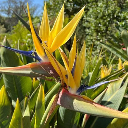 Robben Island, Kirstenbosch Garden, Groot Constantia Private Tour