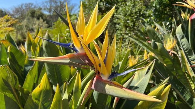 Robben Island, Kirstenbosch Garden, Groot Constantia Private Tour