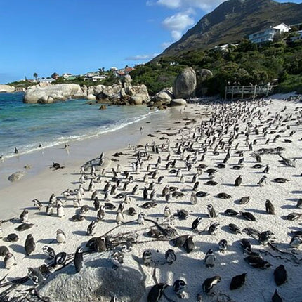 Small Group Cape of Good Hope, Boulders and Cape Point