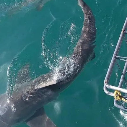 From Cape Town Shark Cage Diving and Viewing in Gansbaai