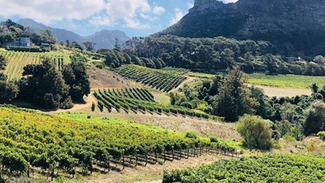 Constantia: Full-Day Wine Tour + Roundtrip Transfer
