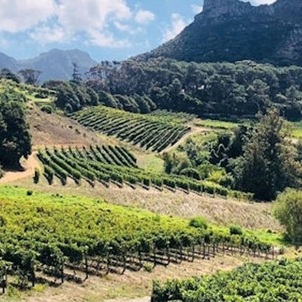 Constantia: Full-Day Wine Tour + Roundtrip Transfer