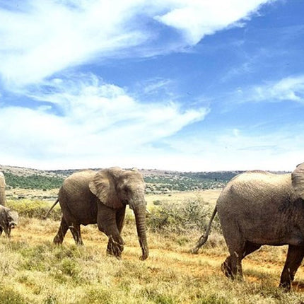 One-Way Hop-on Hop-off Bus from Cape Town to Port Elizabeth