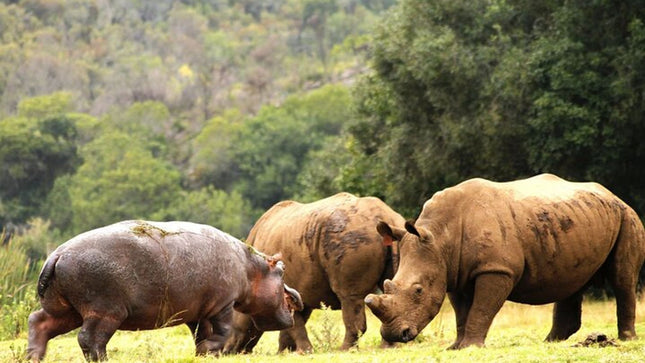 Cape Town Inverdoorn Game Reserve Tour