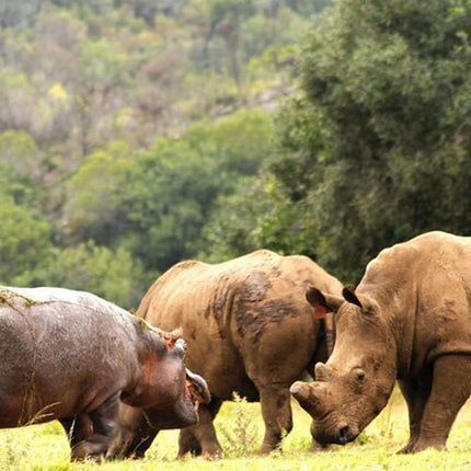 Cape Town Inverdoorn Game Reserve Tour