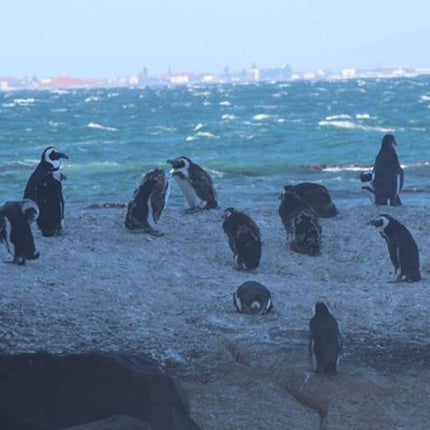 African Penguins explorers