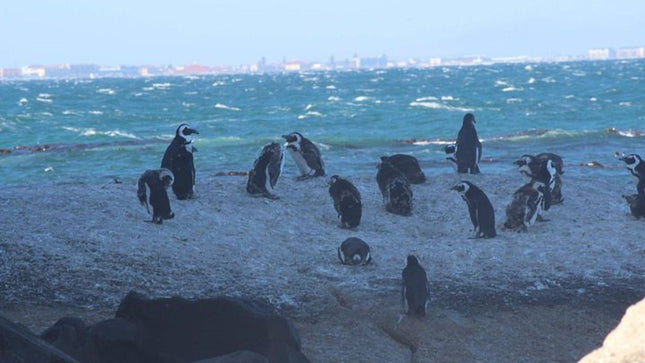 African Penguins explorers