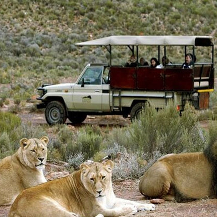 Cape Town Inverdoorn Game Reserve Tour