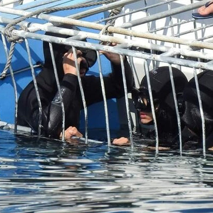 From Cape Town Shark Cage Diving and Viewing in Gansbaai